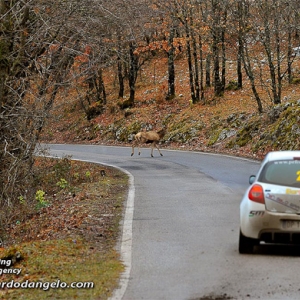 15? Rally dei Castelli Romani